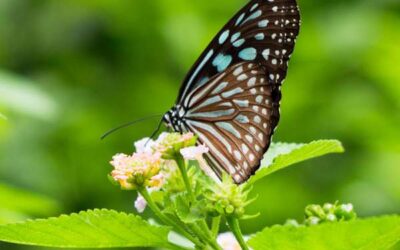 Top 7 Signs Given By The Spiritual World